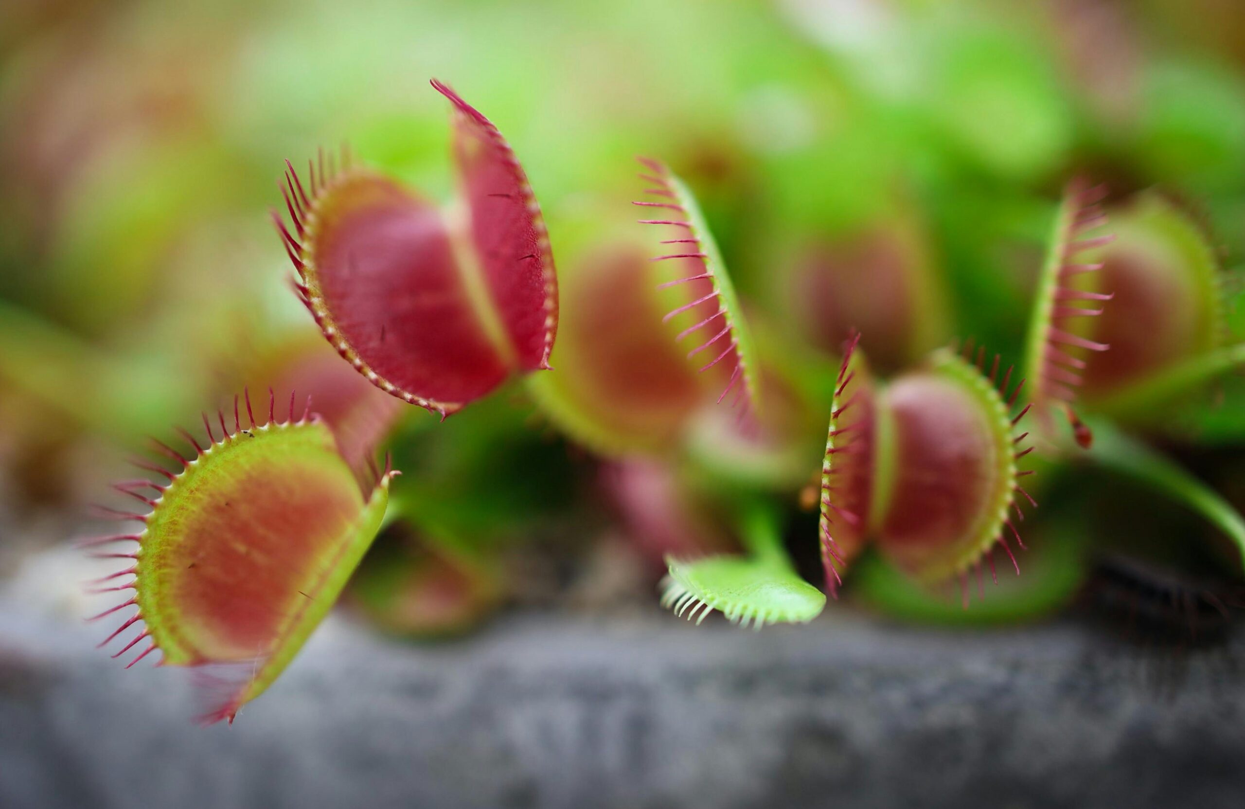 ¿Cuántas Veces se Riegan las Plantas Carnívoras? Ésta Es la Frecuencia de Riego Adecuada